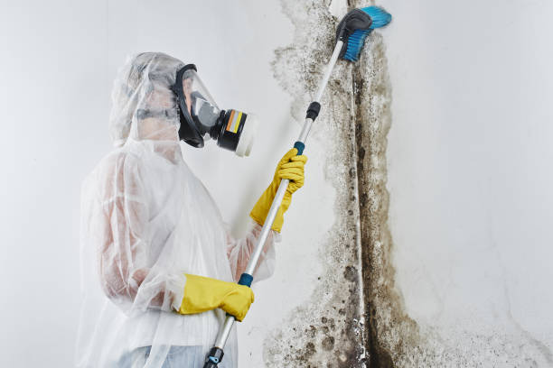 Best Black Mold Remediation in Vaville, CA