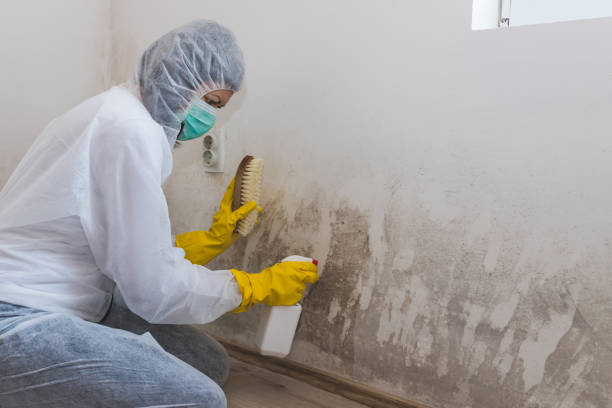 Best White Mold Remediation in Vaville, CA