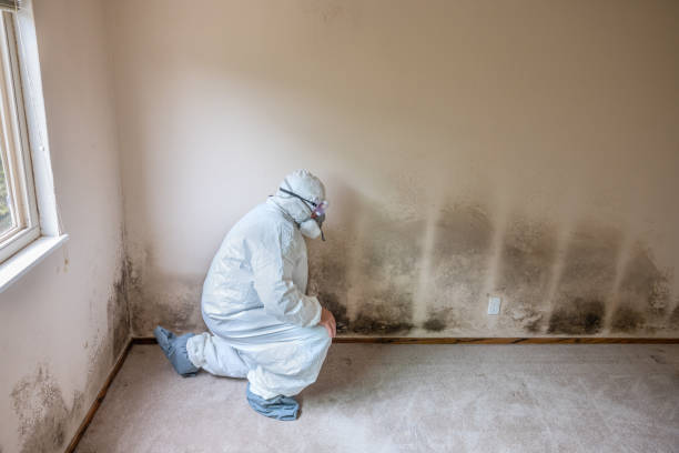  Vaville, CA Mold Removal Pros