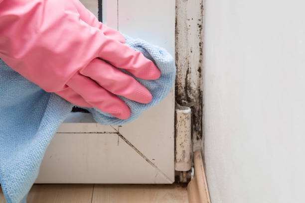 Best Residential Mold Remediation in Vaville, CA